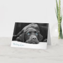 Buscar labrador negro tarjetas Retriever