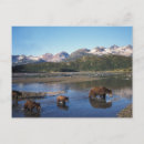 Buscar oso grizzly postales Comportamiento