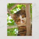 Buscar árbol del gato postales 9 º gata