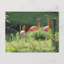 Buscar flamencos rosados postales Pájaros