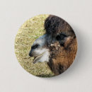 Buscar camellos chapas Animales