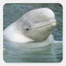 Buscar ballena beluga pegatinas Marino