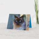 Buscar gatito siamés tarjetas Gato
