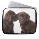 Buscar chocolate labrador Animal