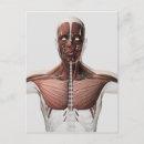 Buscar sistema muscular postales Anatomía humana
