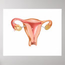 Buscar anatomy arte Diagram
