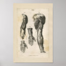 Buscar brazo humano posters Anatomía