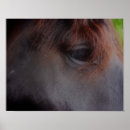 Buscar borrador posters Equino