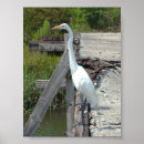Buscar gran egret posters Naturaleza