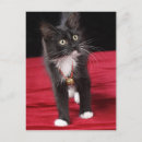 Buscar corte de pelo postales Animal