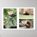 Buscar panda kawaii posters Lindo