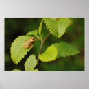 Buscar rana verde posters Fauna