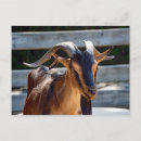 Buscar cabras postales Animal de granja