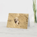 Buscar perro perdiguero tarjetas Rescate
