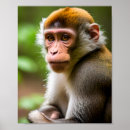 Buscar chimpancé posters Naturaleza