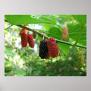 Buscar bayas rojas posters Árbol