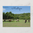 Buscar indio en caballo postales Animales