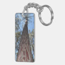 Buscar ponderosa Bosque