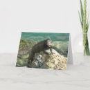 Buscar iguanas tarjetas Fotografía