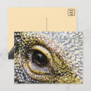 Buscar monitor postales Monitor de cocodrilo