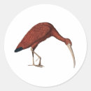 Buscar ibis pegatinas Pájaro