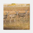 Buscar odocoileus imanes Naturaleza