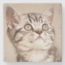 Buscar pelo animal posavasos Gato