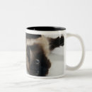 Buscar gato siamés tazas Fotografía