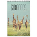 Buscar safari africano calendarios Jirafas