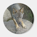 Buscar lupus imanes Gris