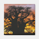 Buscar baobab imanes África