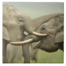 Buscar elefante indio azulejos Jugando