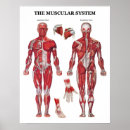 Buscar anatomia posters Médico