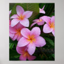 Buscar flores de hawaii posters Plumeria