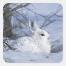 Buscar alaska pegatinas Nieve