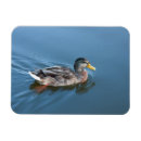 Buscar pato azul imanes Agua