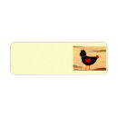 Buscar gallina negra postales Animales