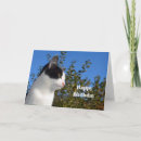 Buscar del perfil del tarjetas Gato