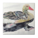 Buscar patos azulejos Ilustraciones