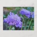 Buscar paño postales Flores