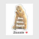 Buscar marmota pegatinas Día de fogueo