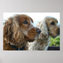 Buscar cocker spaniel arte Perro de aguas