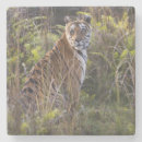 Buscar caza posavasos Desierto