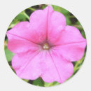 Buscar petunias rosadas postales Fotografía