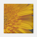Buscar gerbera imanes Naturaleza