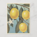 Buscar fruta de guayaba Tropical