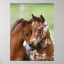 Buscar razas fotografía Caballos