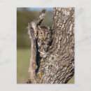 Buscar árbol oriental postales Larry ditto