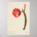 Buscar cactus arte Dibujo