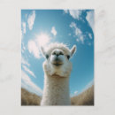 Buscar alpaca postales Vida silvestre